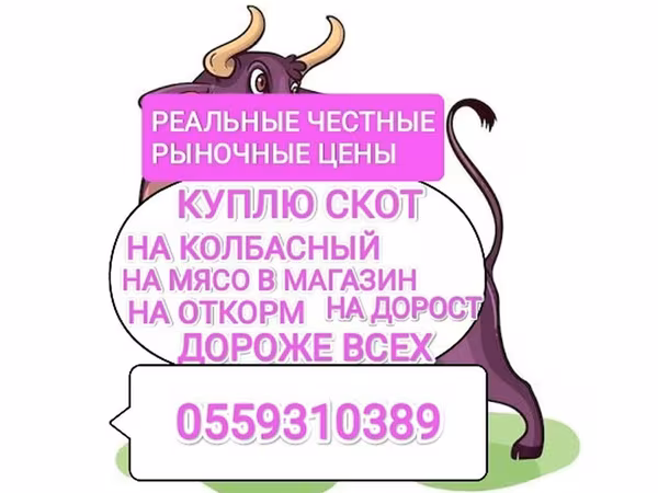 گاو