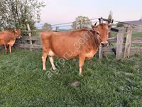 母牛, Jersey breed — 照片 2