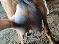 बकरा, Nubian Goat — फ़ोटो 3