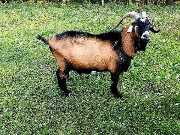 公山羊, Czech Brown Shorthaired goats — 俄罗斯