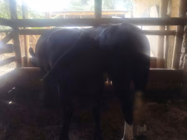 Toro, Aberdeen-Angus — Kirguistán