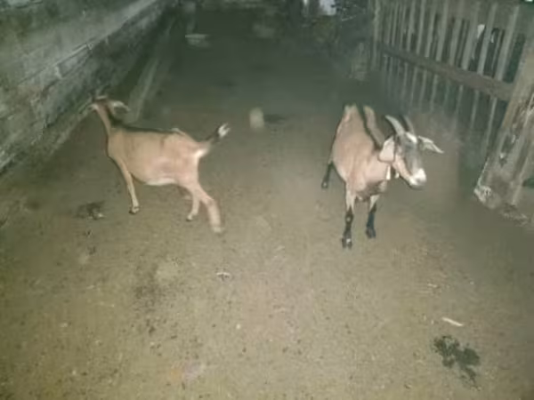 母山羊, Goats — 俄罗斯