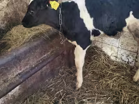 Bulle, Holstein-Rasse — Foto 1