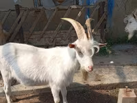 Cabro, Cabras — foto 3