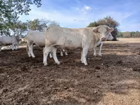母牛, Charolais cattle — 照片 5