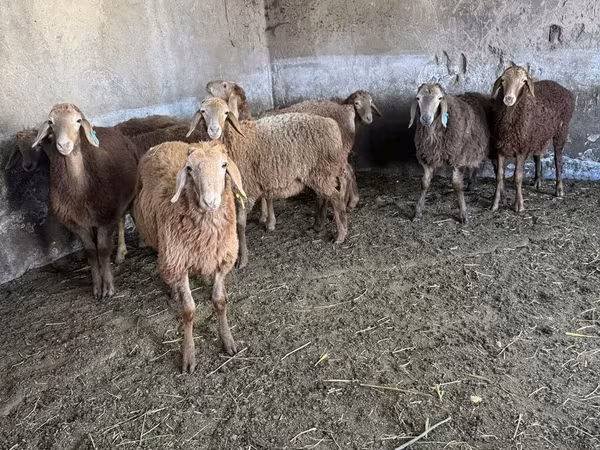گوسفند