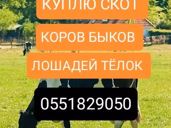 Rinder