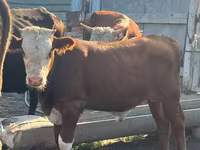 Bull, Cattle — photo 3