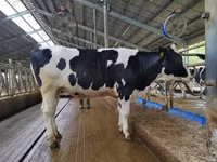 母牛, Holstein breed — 照片 4