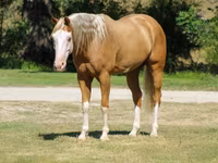 公马, Palomino — 照片 7