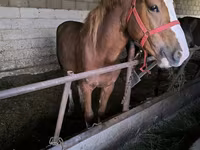 Caballo, Caballos — foto 1