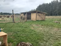 Oveja, Romanov sheep — foto 2