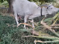 母山羊, Goats — 照片 4