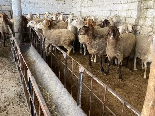 Sheep, Awassi sheep