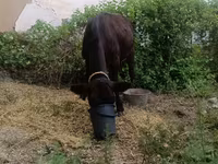 Cow, Cattle — photo 4