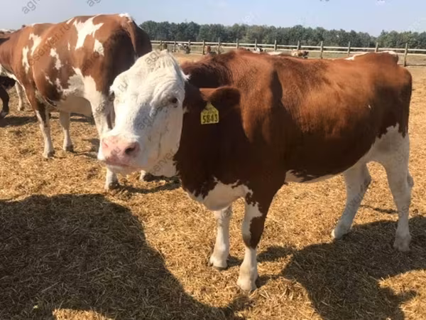 母牛, Holstein breed