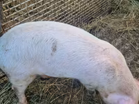 母猪, Pigs — 照片 2