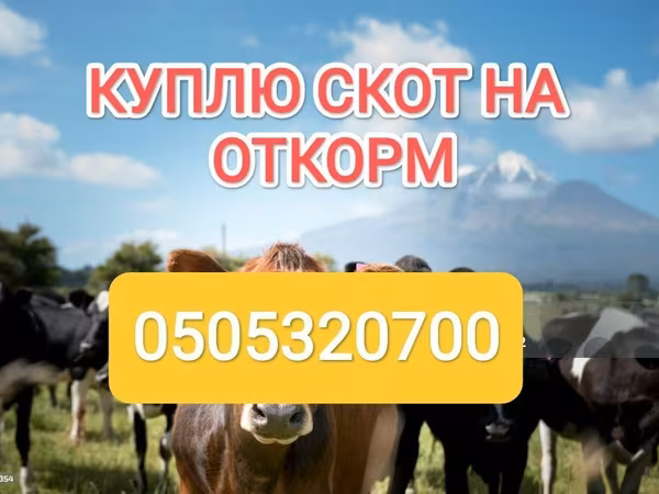 Swiss cattle