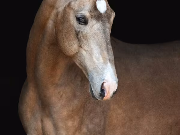 公马, Akhal-Teke — 俄罗斯