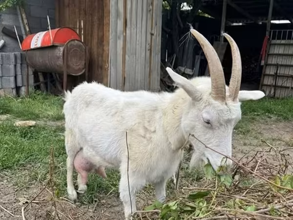 Cabra, Cabras — Kirguistán