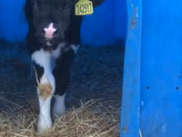 Bulle, Holstein-Rasse — Foto 3