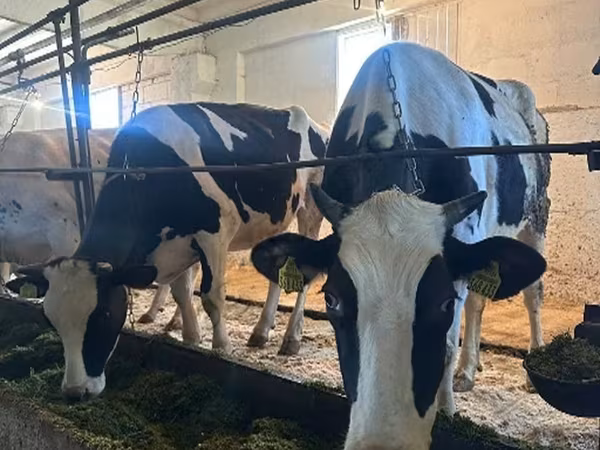 母牛, Holstein breed — 俄罗斯