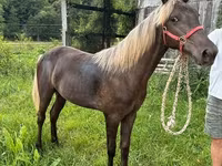 母马, Rocky Mountain Horse — 照片 2
