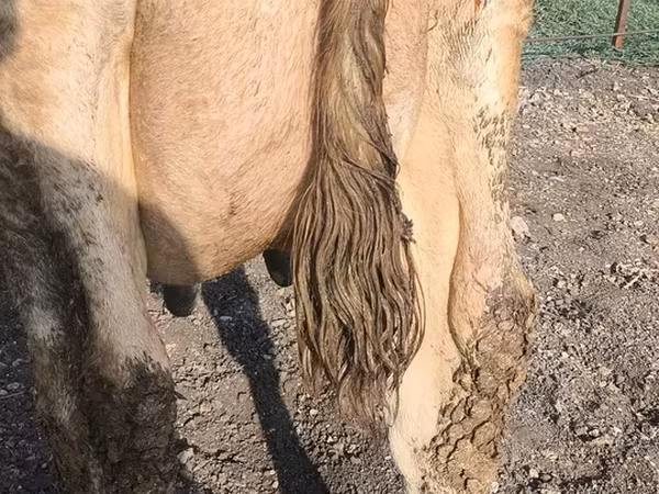 母牛, Swiss cattle