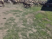 公羊, Hissar sheep — 照片 2