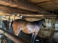 母马, Horses — 照片 1