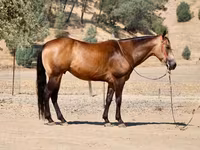 घोड़ा, Quarter Horse — फ़ोटो 7