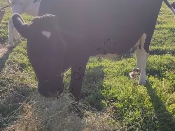 母牛, Holstein breed