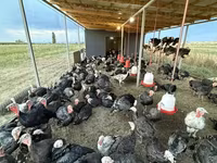 Turkeys — 照片 2