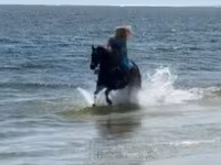 母马, Quarter Horse — 照片 6