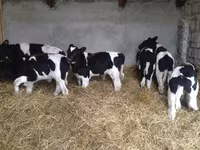公牛, Holstein breed — 照片 8