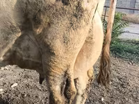 Kuh, Swiss cattle — Foto 2