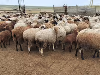 Ram, Romanov sheep — photo 7