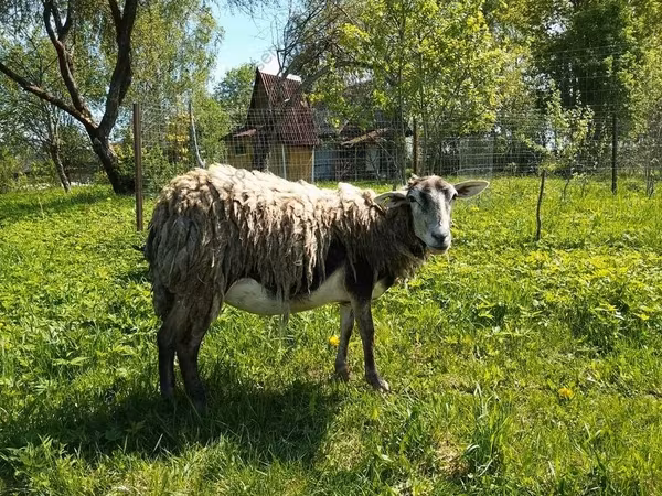 母山羊, Kejobong goat