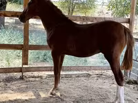 Caballo, Caballos — foto 5