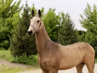 Stute, Akhal-Teke — Foto 1
