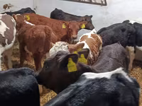 Bull, Cattle — photo 5