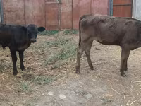 Cow, Cattle — photo 6