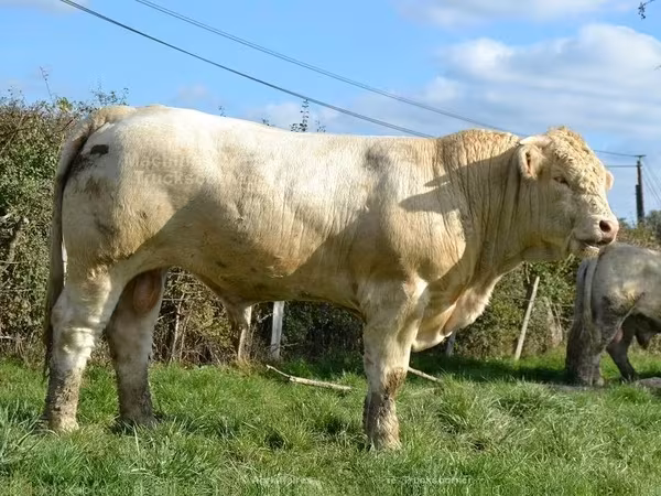Charolais cattle