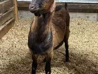 公山羊, Alpine goat — 照片 1