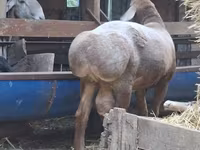 Ram, Arashan sheep — photo 6