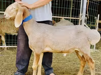 كبش, Dorper sheep — الصورة 3