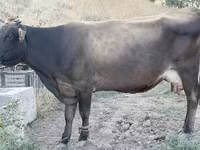 بقرة, Ukrainian Brown Dairy Cattle — الصورة 1