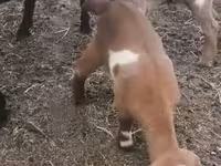 बकरी, Czech Brown Shorthaired goats — फ़ोटो 4