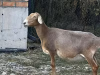 मेढ़ा, भेड़ — फ़ोटो 1