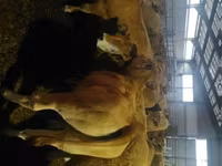 Cow, Aubrac cattle — photo 1